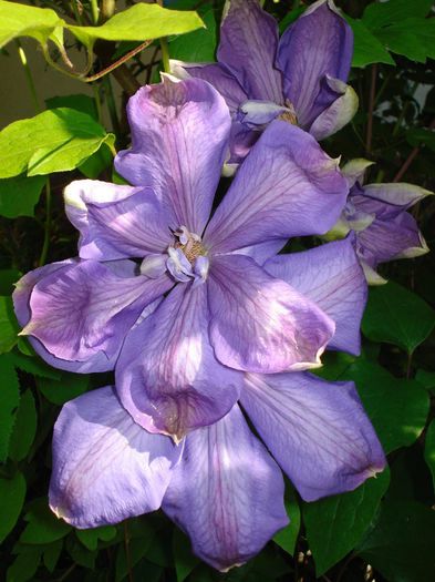 Mrs. Cholmondeley - Clematis 2014