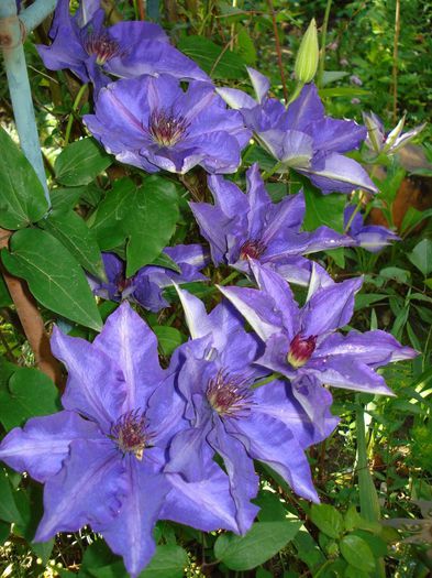 DSC08156 - Clematis 2014
