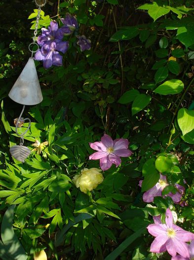 Mrs. Cholmondeley si Fireflame - Clematis 2014