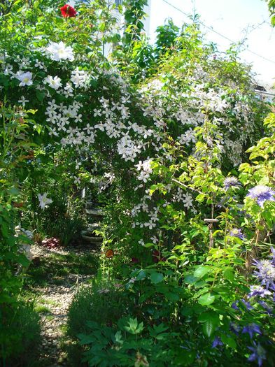 DSC08180 - Clematis 2014