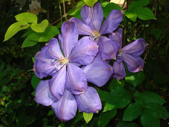 Mrs. Cholmondeley - Clematis 2014