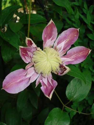 Josephine - Clematis 2014