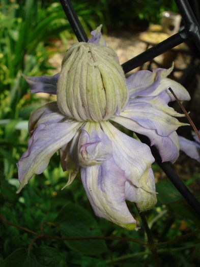 Vyvyan Pennell - Clematis 2014