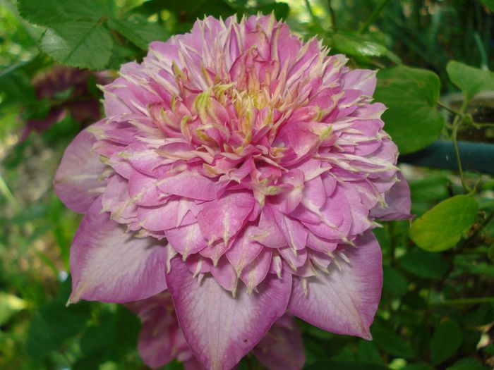 DSC08293 - Clematis 2014