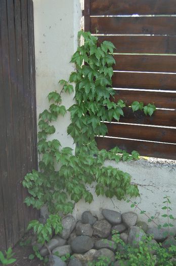 Parthenocissus tricuspidata; altoit de mine pe portaltoi de P. quinquefolie
