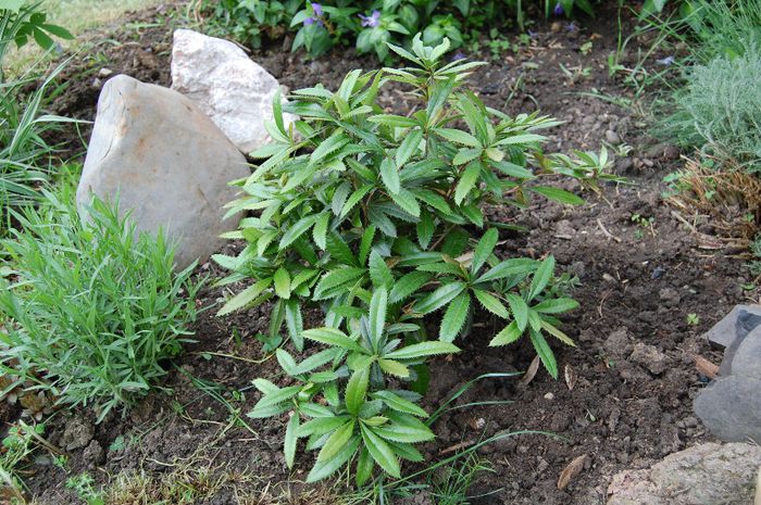 Mahonia aquifolium