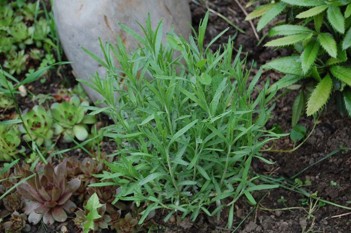 Lavanda angustifolia