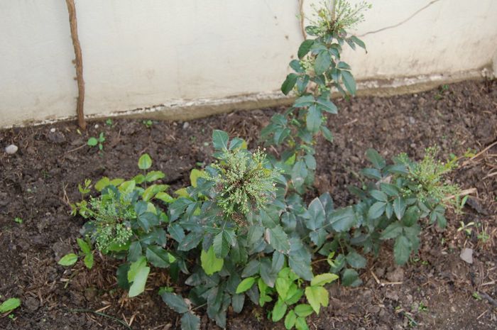 Mahonia aquifolium - 06_Horticultura