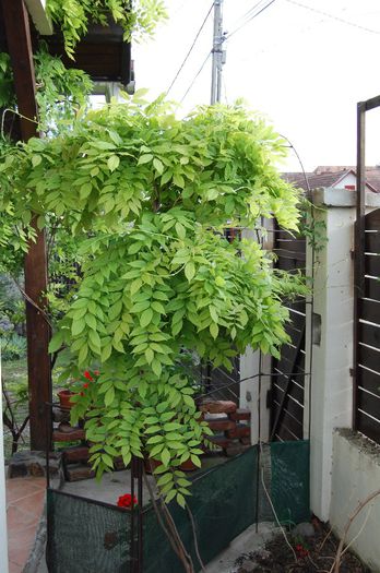 Wisteria sinensis - 06_Horticultura