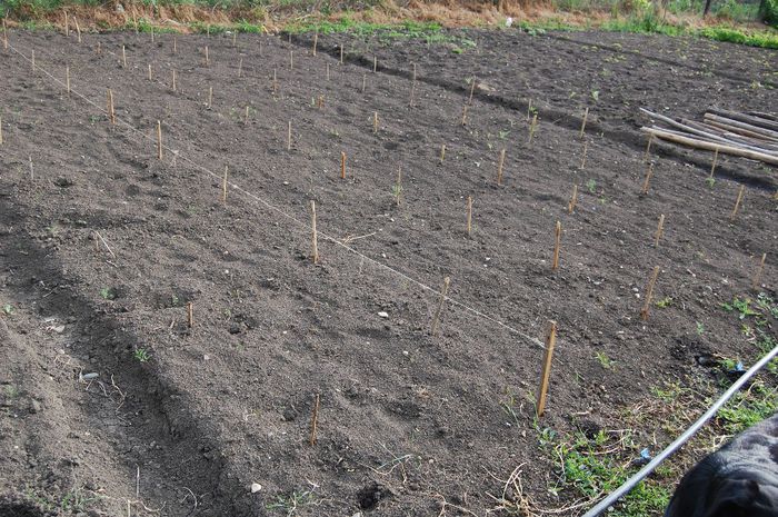 locul pentru castraveti - 06_Horticultura