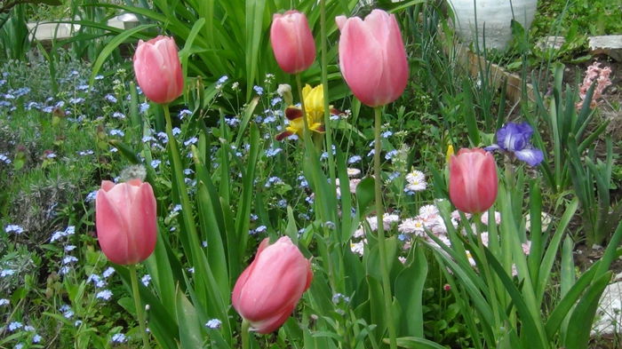 2014-05-3 - c-primavara2014