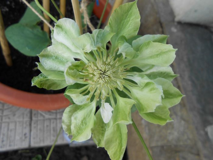 clematis Yuki Okoshi