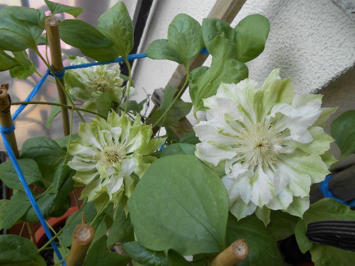 clematis Yuki Okoshi