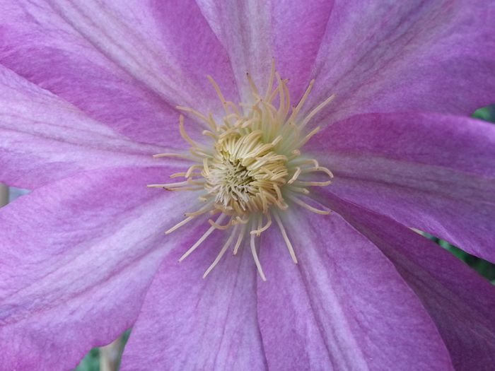 Prima clematita inflorita - 03 MAI 2014