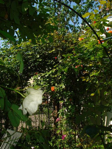 DSC08173 - Gradina in 2014