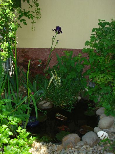 DSC08137 - Gradina in 2014