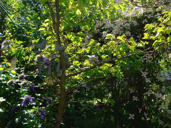 DSC08164 - Gradina in 2014