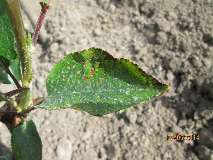 fitotoxicitate sau Ciuruirea micotica