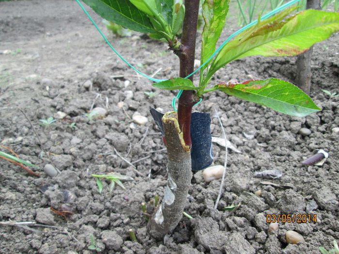 Basicarea frunzelor de piersic (Taphrina deformans) - Probleme pomi - fructe