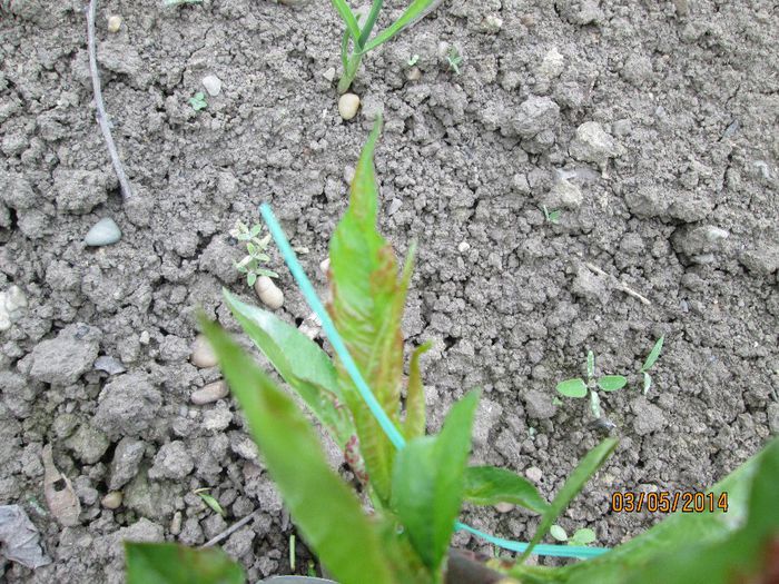 Basicarea frunzelor de piersic (Taphrina deformans)