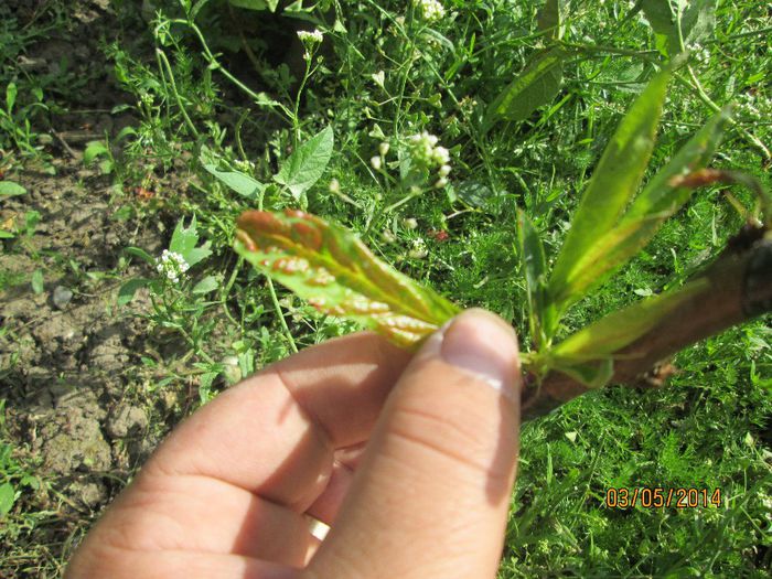 Basicarea frunzelor de piersic (Taphrina deformans)