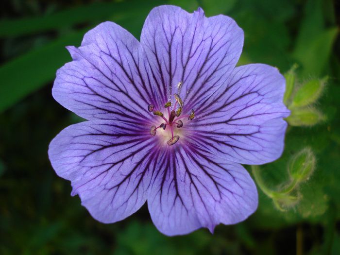 geranium Magnificum