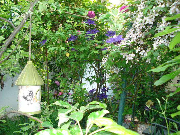 DSC07925 - Gradina in 2014