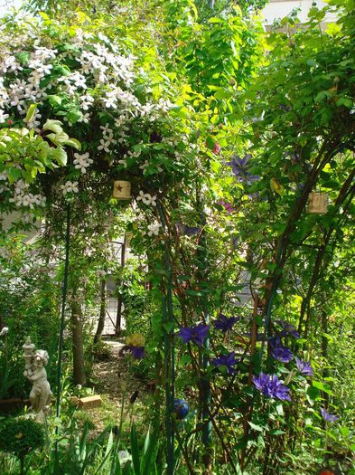 DSC07905 - Gradina in 2014