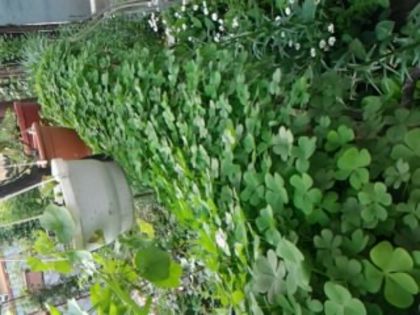 oxalis - Pepiniera mea