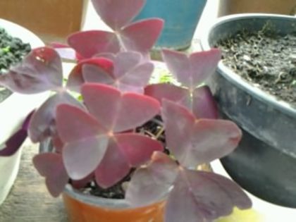 oxalis roșu - Pepiniera mea