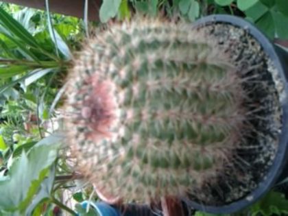 notocactus - Cactusi și suculente