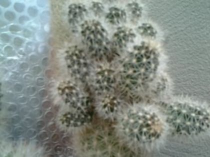 Fotografie0557 - Cactusi și suculente