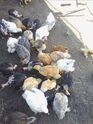 am mai crescut.... - Vietuitoarele de langa casa