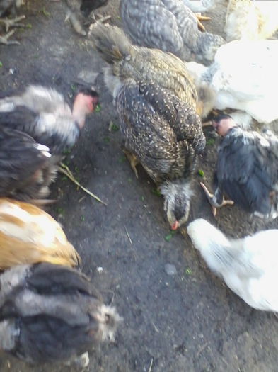 IMG_20140503_114845 - Vietuitoarele de langa casa