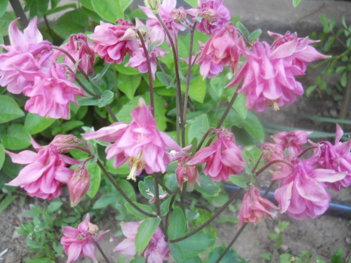 DSCN7654 - Gradina flori 2014