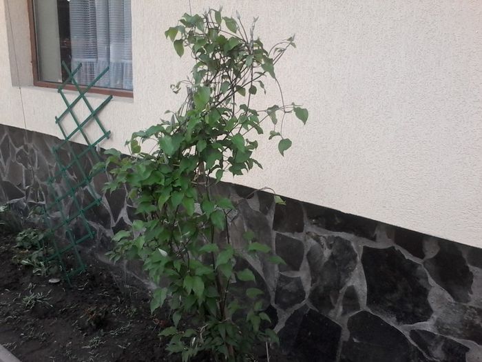 Mai 2014 283 - clematita 2014-2015-2016-2018-2019