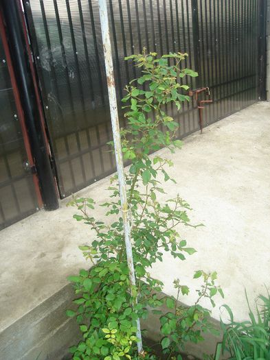 DSC00223