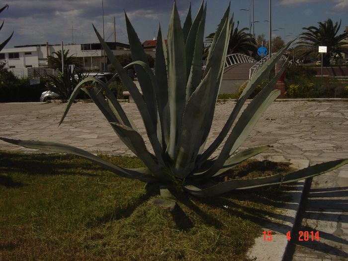 096 - 0 VACANTA DE VIS