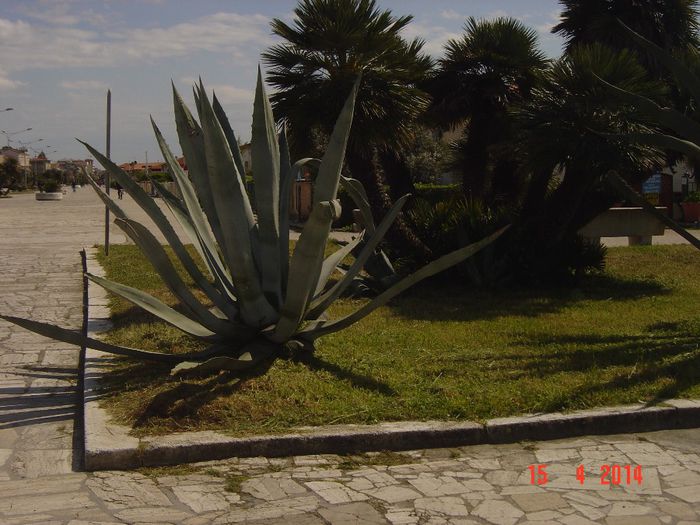 097 - 0 VACANTA DE VIS
