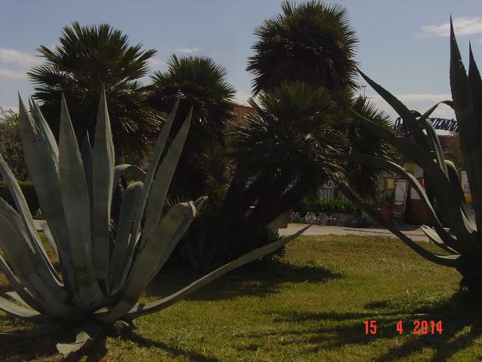 098 - 0 VACANTA DE VIS