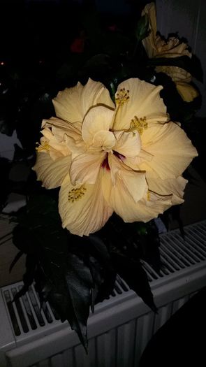 Hibiscus Cairo Apricot 1