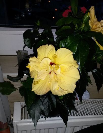 Hibiscus Cairo Apricot 3 - Flori 2014