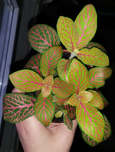 Fittonia 1 - Flori 2014