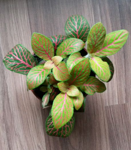 Fittonia 2 - Flori 2014