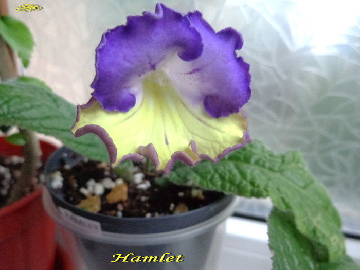 Hamlet (4-05-2014)