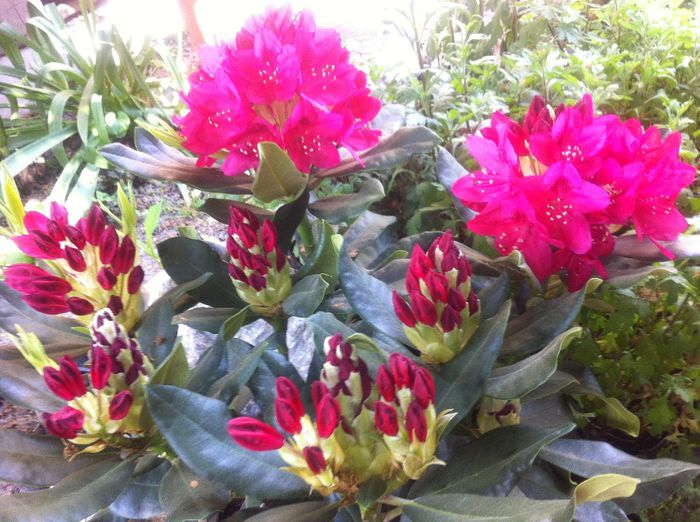 image - RHODODENDRON