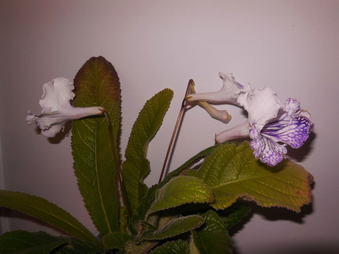 03 may 2014 - Streptocarpus