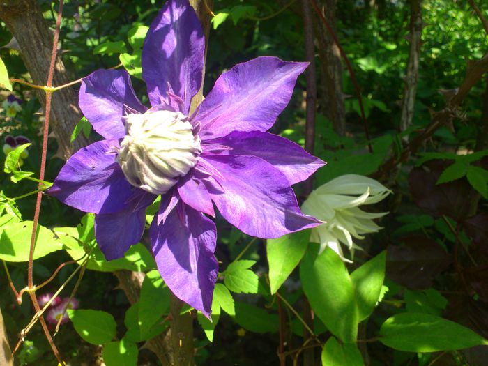 DSC_4649 - Clematis