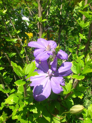 mrs Cholmondeley - Clematis
