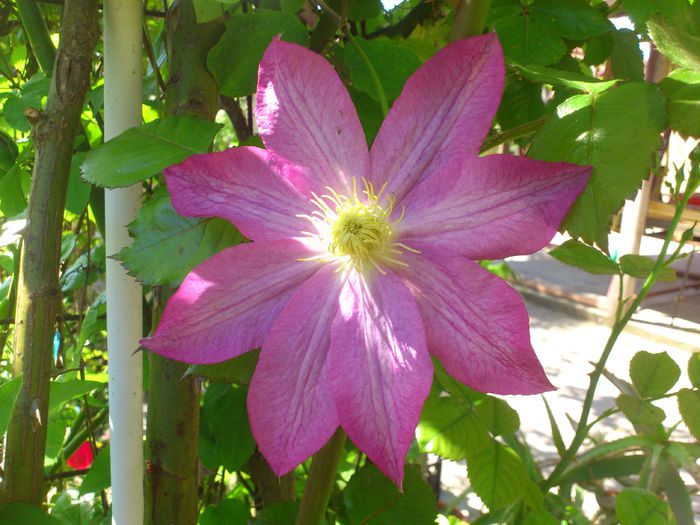 DSC_4621 - Clematis